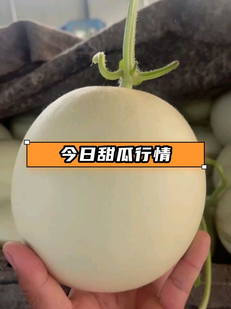 玉菇奶香蜜甜瓜产地直供专业对接市场商超平台