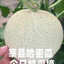 山东莘县鲁厚甜牛三库拉网纹瓜产地直供可对接商超
