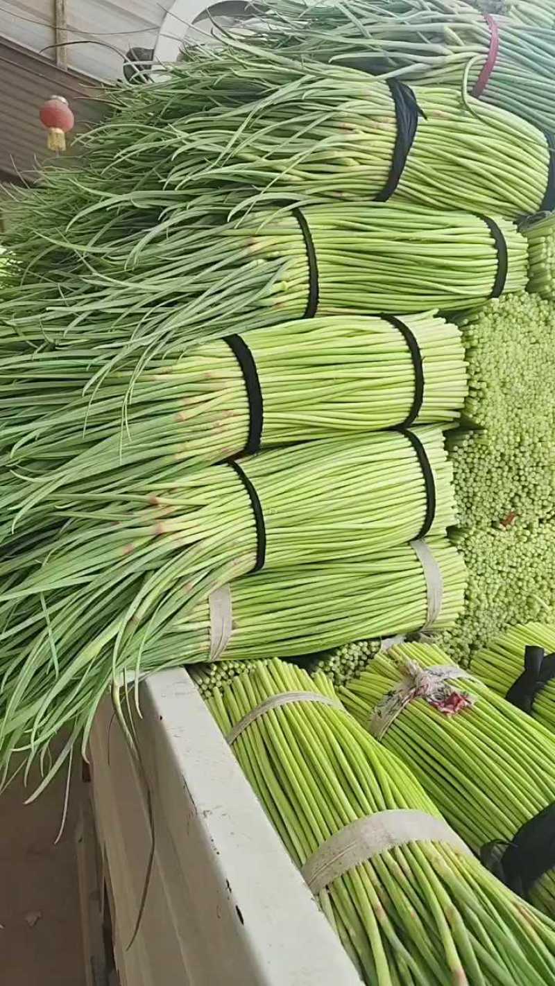 河南开封，精品蒜薹红帽蒜薹产地直达对接电商市场等