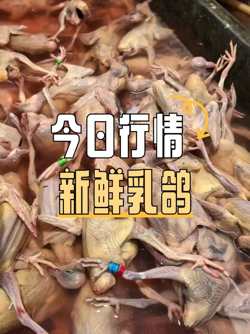 乳鸽白条鸽老鸽子鸽肉工厂发货保证质量常年供应