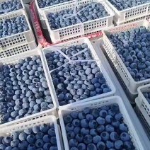 蓝莓山东优质大棚蓝莓陆地蓝莓产地8000亩基地
