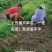 芦笋苗，育苗基地现挖芦笋苗，大小芦笋种苗都有
