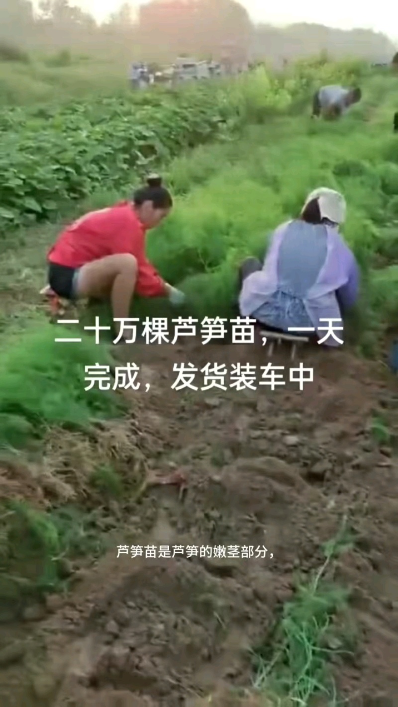 芦笋苗，育苗基地现挖芦笋苗，大小芦笋种苗都有