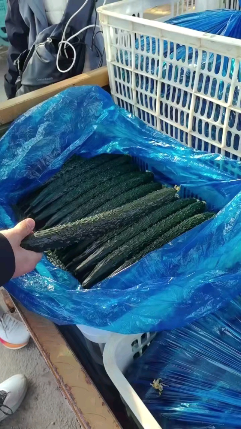 （牛）精品密刺黄瓜量大品质保证量大从优一手货源欢迎联系