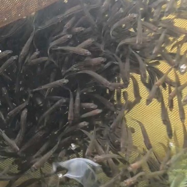 优质加州鲈鱼苗优鲈3号大口黑鲈鱼苗鲈鱼苗水花供应