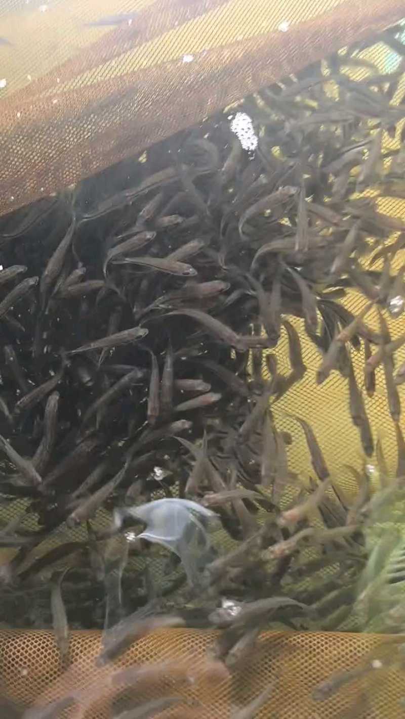 优质加州鲈鱼苗优鲈3号大口黑鲈鱼苗鲈鱼苗水花供应