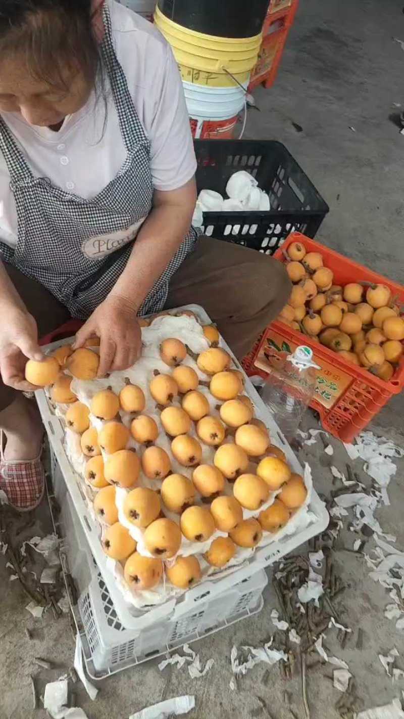金沙江大五星枇杷现摘发产地直供一手货源质量杠杠的欢迎各