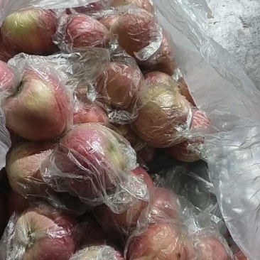 山西万荣纸加膜小果大量有货，纸浆模小锅充足。