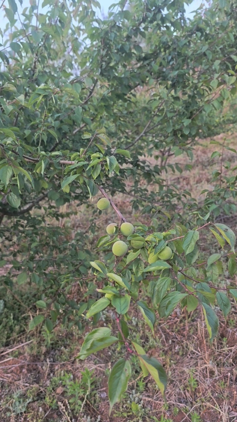 丽江照水梅