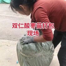 【技术指导】酸枣苗，山枣苗药用酸枣苗，双仁酸枣苗基地直供