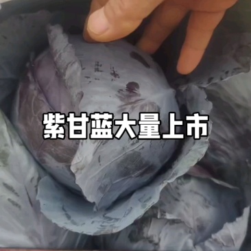 紫甘蓝六毛五，漂亮很！