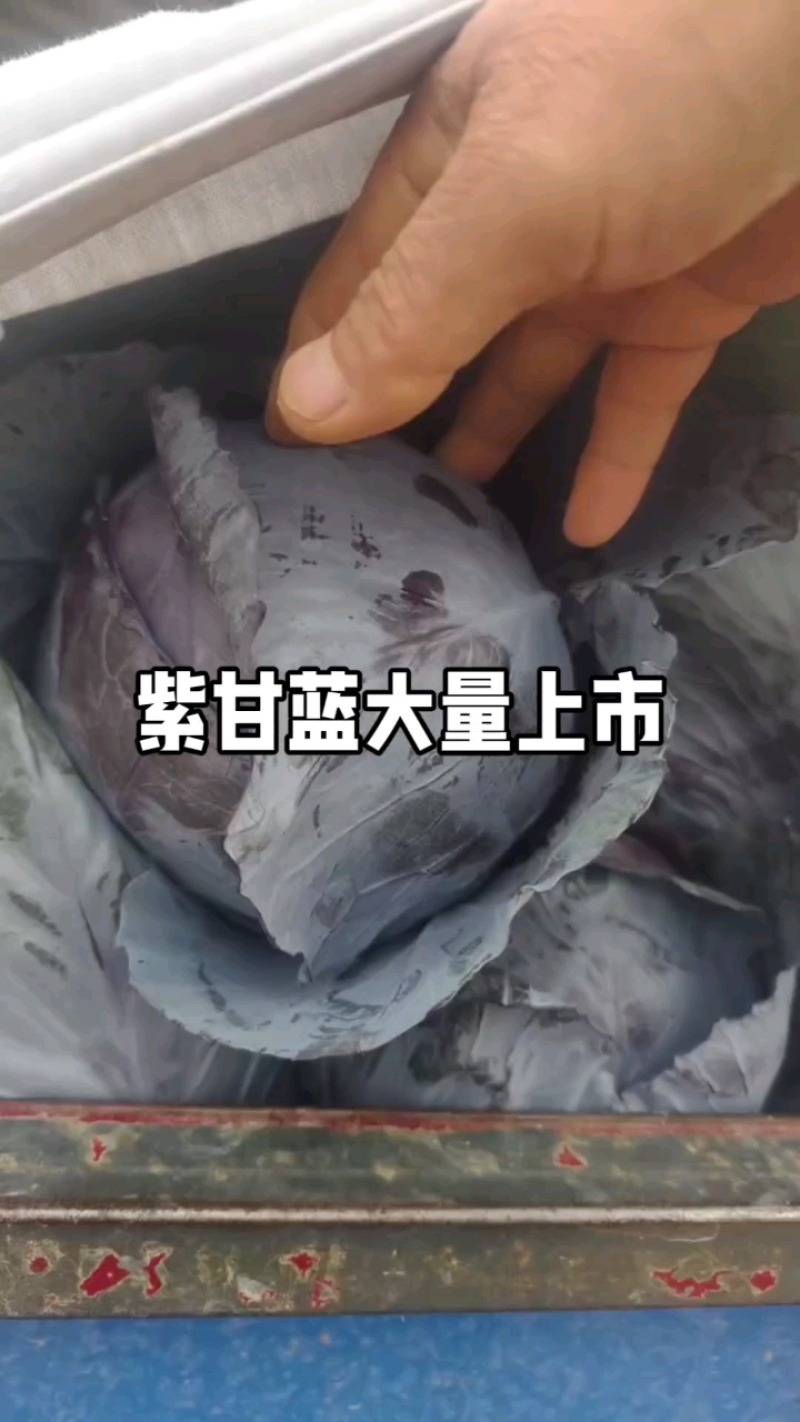 紫甘蓝六毛五，漂亮很！
