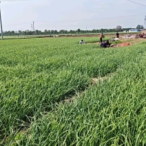 河南省安阳内黄一点红蒜苗大量上市质量好价格便宜官方信息员