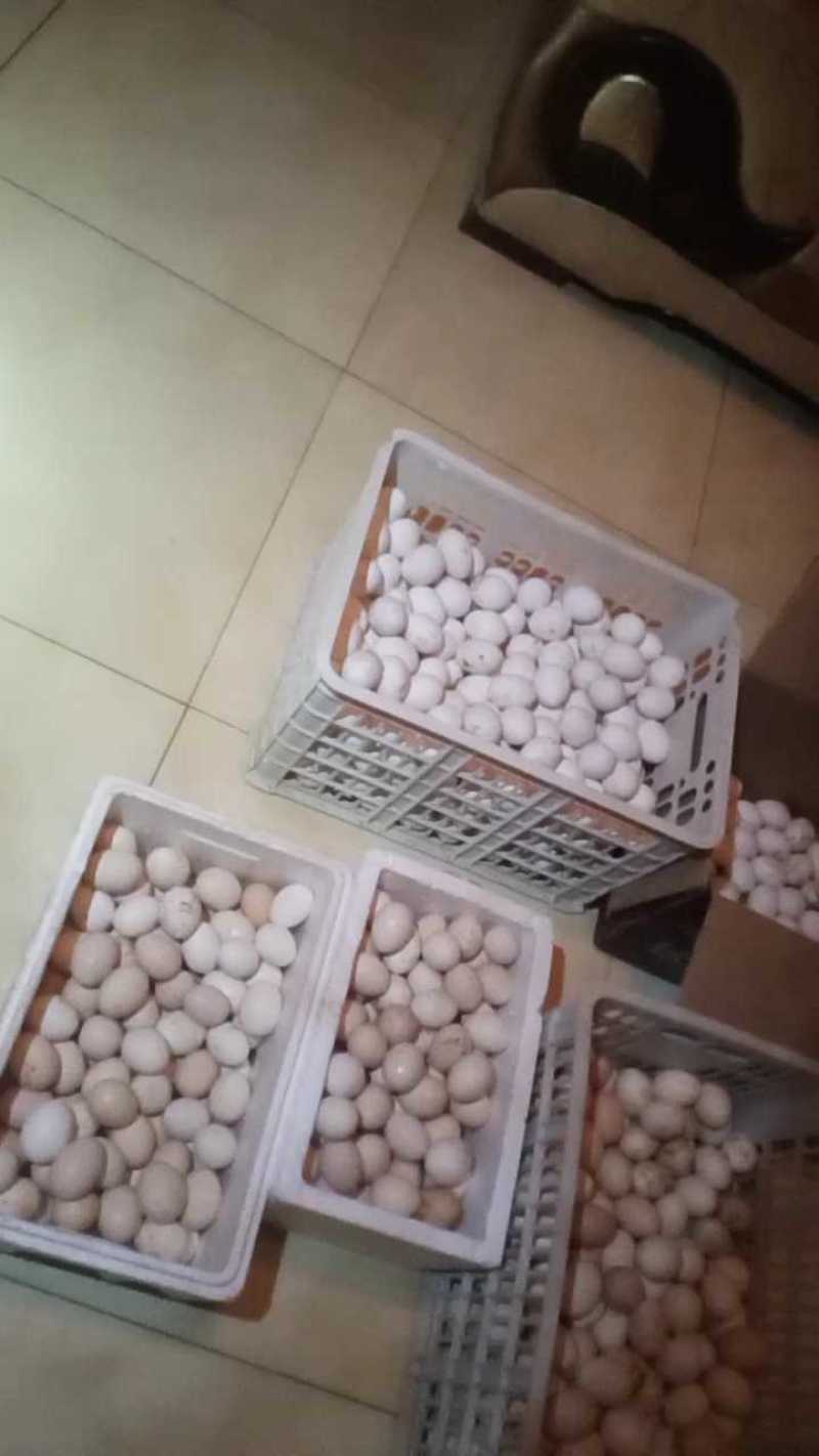 500个蛋，块一个，明早发货！