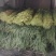 精品白帽蒜薹一手货源全国发货量大价优欢迎随时联系