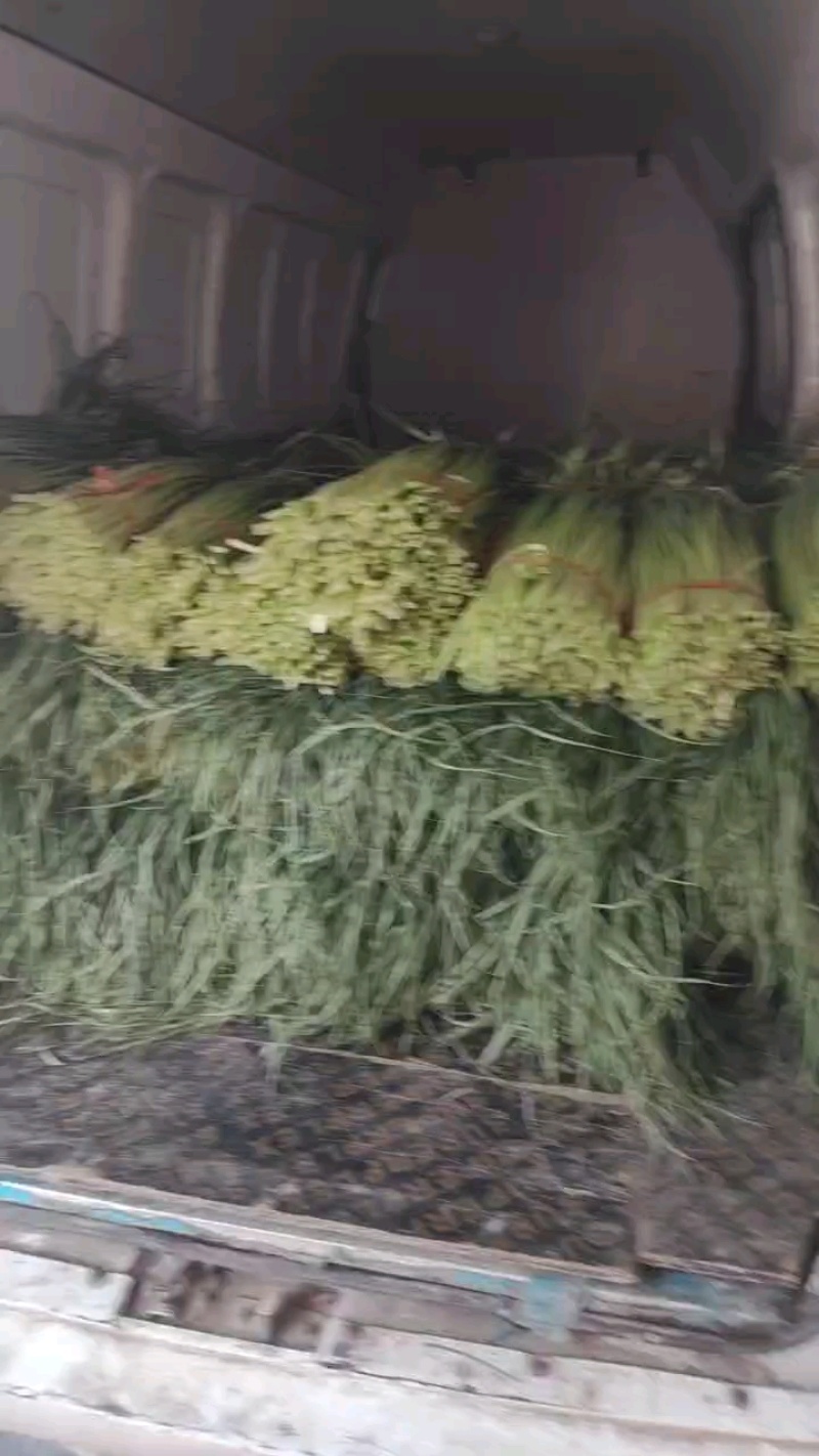 精品白帽蒜薹一手货源全国发货量大价优欢迎随时联系