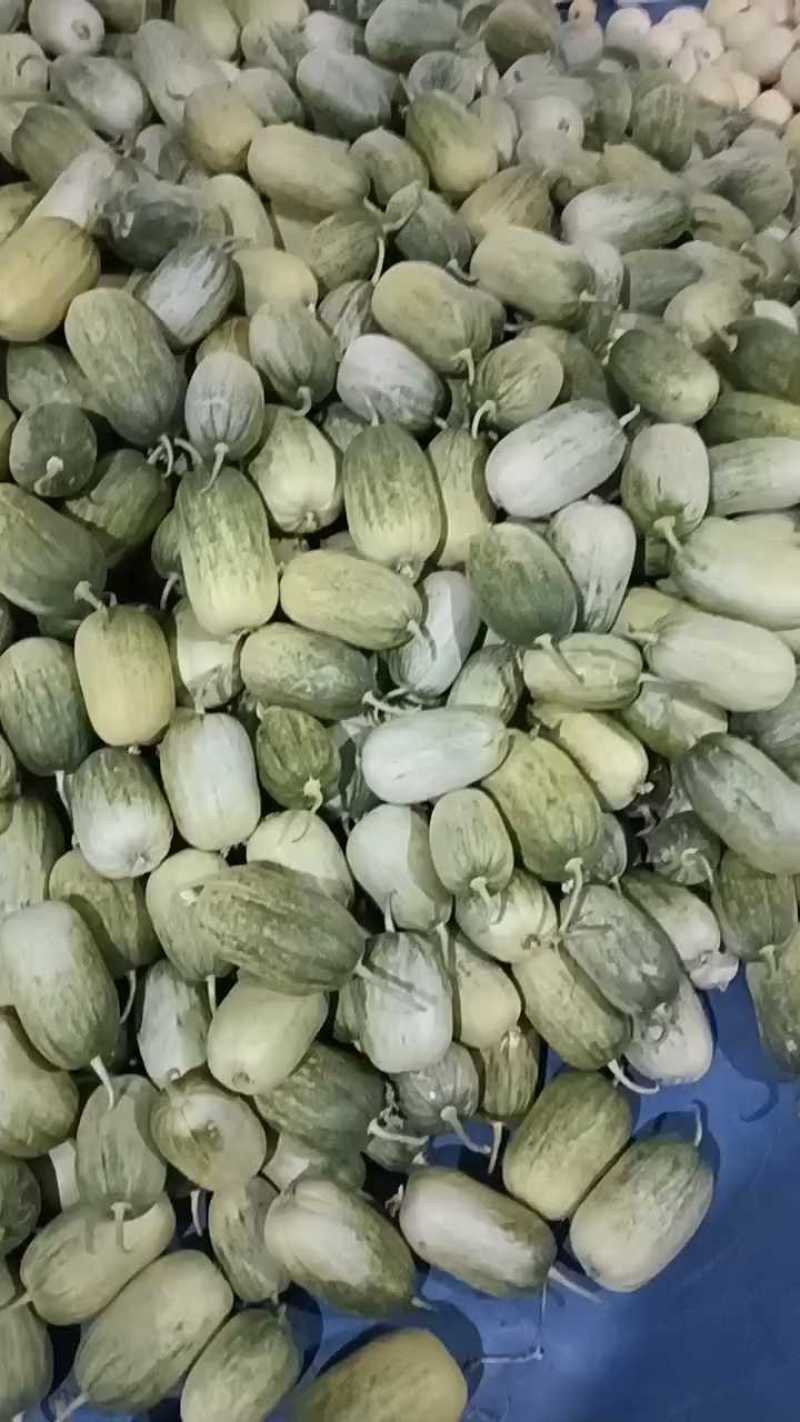 金冠甜瓜，新鲜现货速发，保质保量欢迎选购