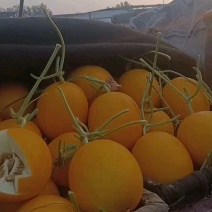 山东莘县黄哈密瓜.俗称黄25，对接电商商标，产地直采