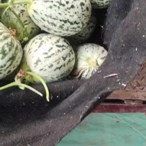 【推荐】山东花蕾甜瓜供应市场商超一手货源保质保量量大价优