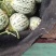 【推荐】山东花蕾甜瓜供应市场商超一手货源保质保量量大价优