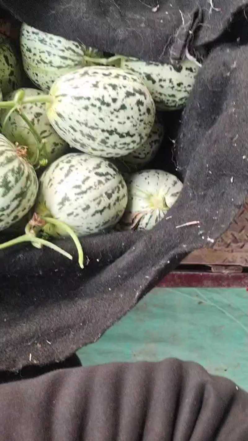 【推荐】山东花蕾甜瓜供应市场商超一手货源保质保量量大价优
