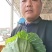 邯郸甘蓝大量到货，收货价0.35元起