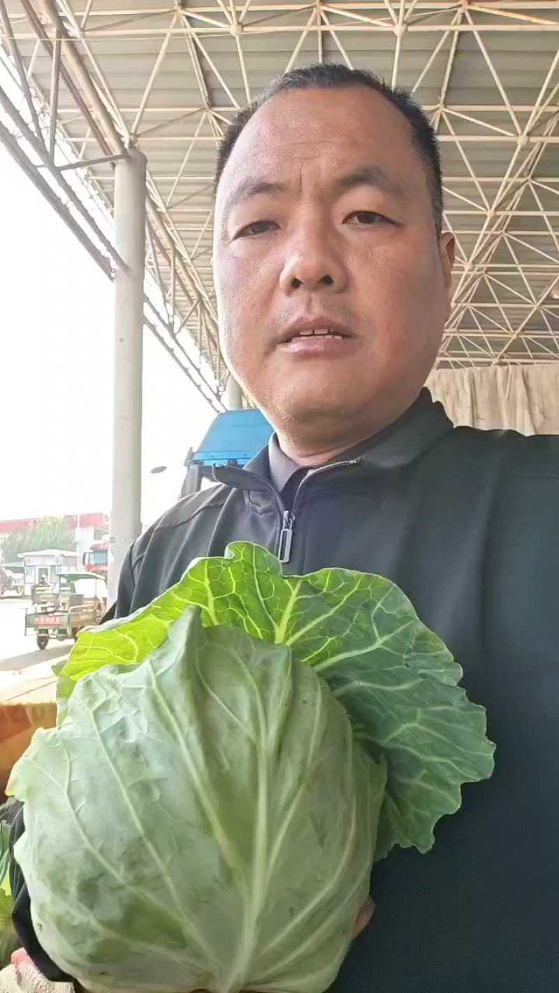 邯郸甘蓝大量到货，收货价0.35元起