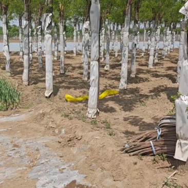 嫁接香花槐树/基地直发/价格可谈/全国发货/诚信经营