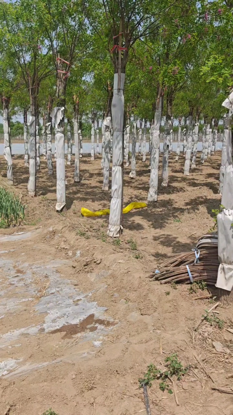 嫁接香花槐树/基地直发/价格可谈/全国发货/诚信经营