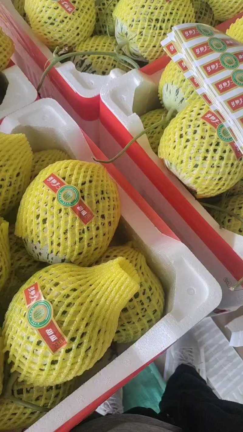 花蕾花美人吉糖金兰甜瓜