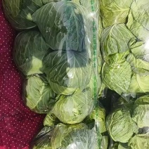 【河北甘蓝】邯郸甘蓝/精选甘蓝/河北圆包菜/电商超市