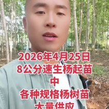107杨树种条鲁林9号杨树种条扦插条扦插段扦插苗