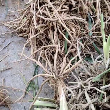 现挖直发优质高产食用黄花菜种苗批发