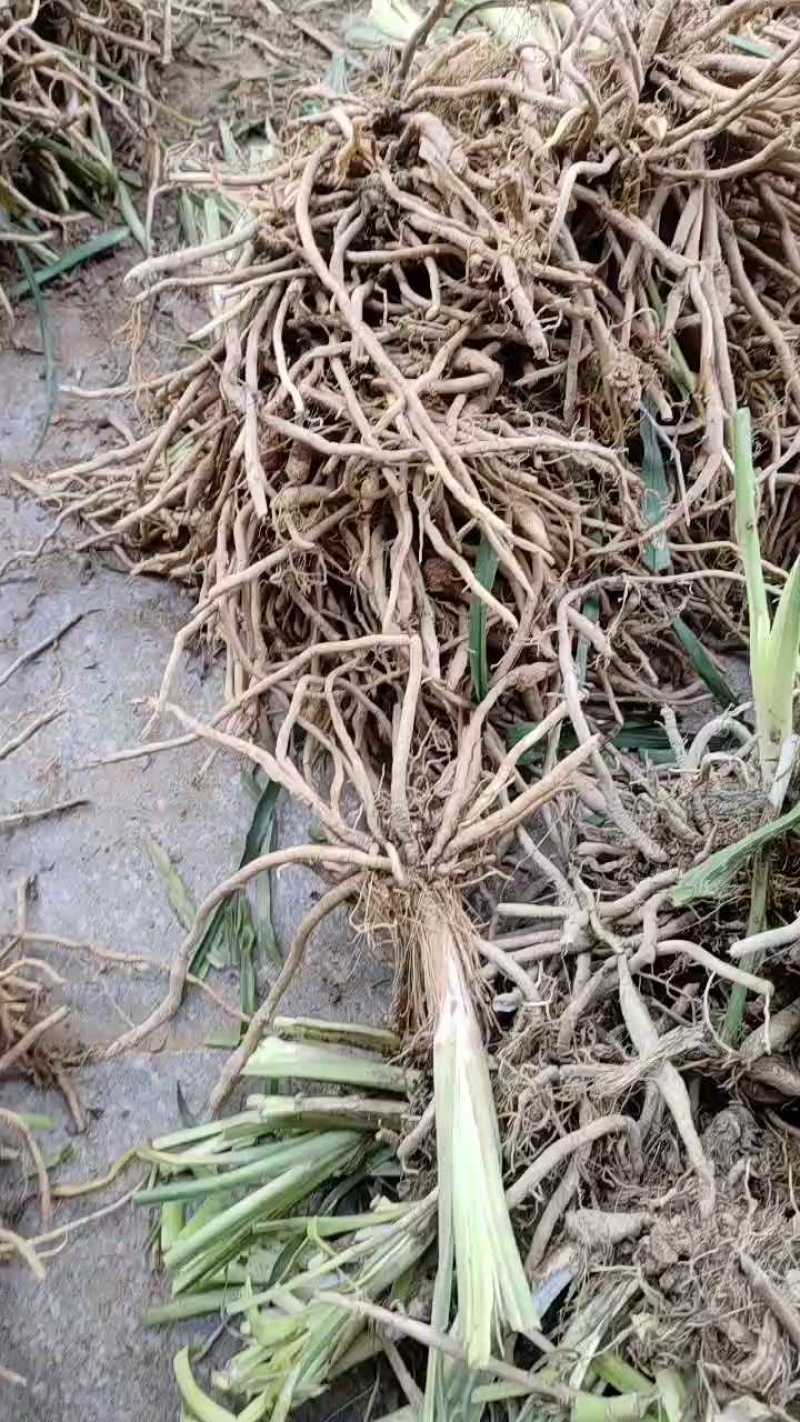 现挖直发优质高产食用黄花菜种苗批发
