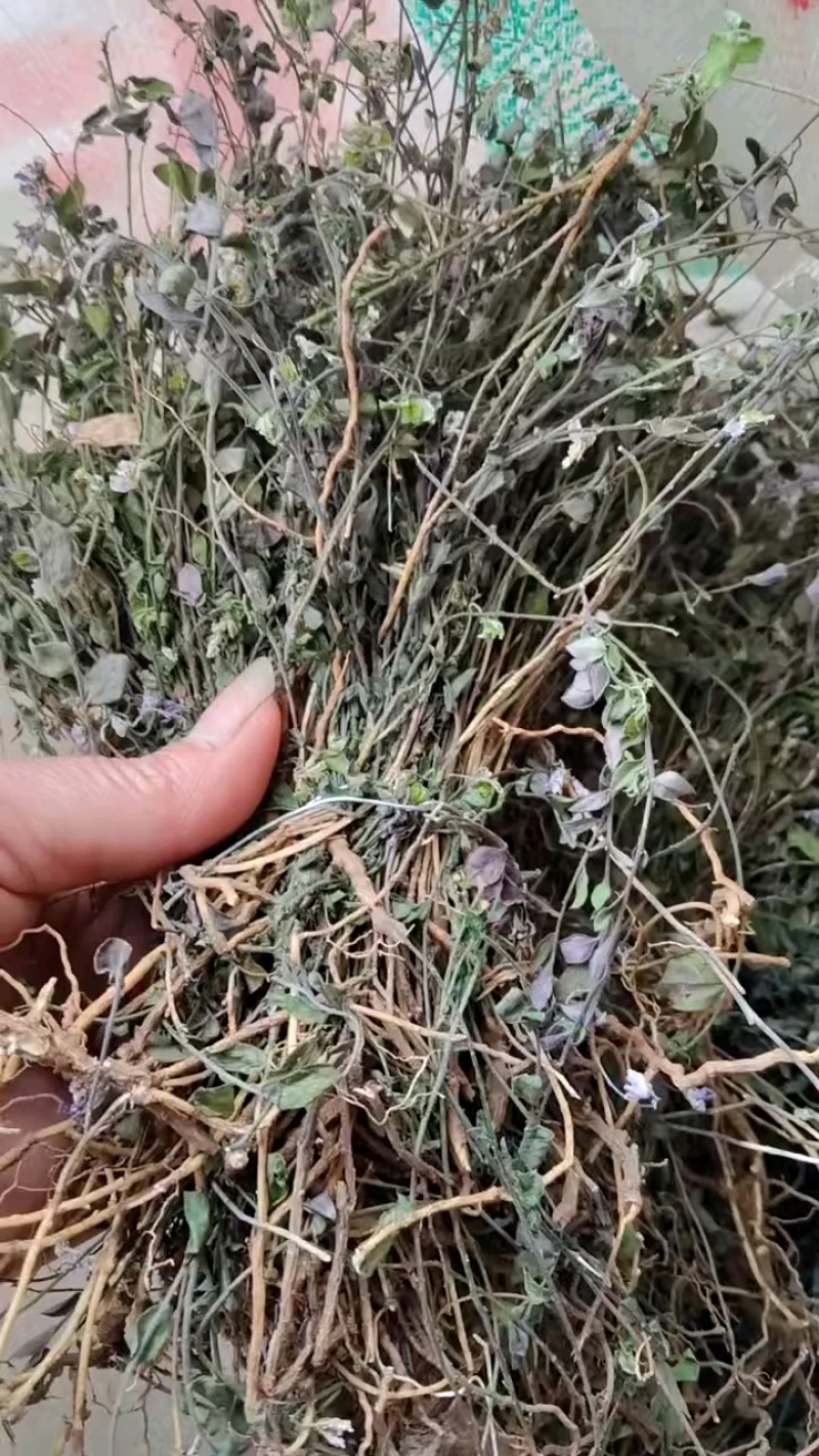 瓜子金纯野生质量好正品精选