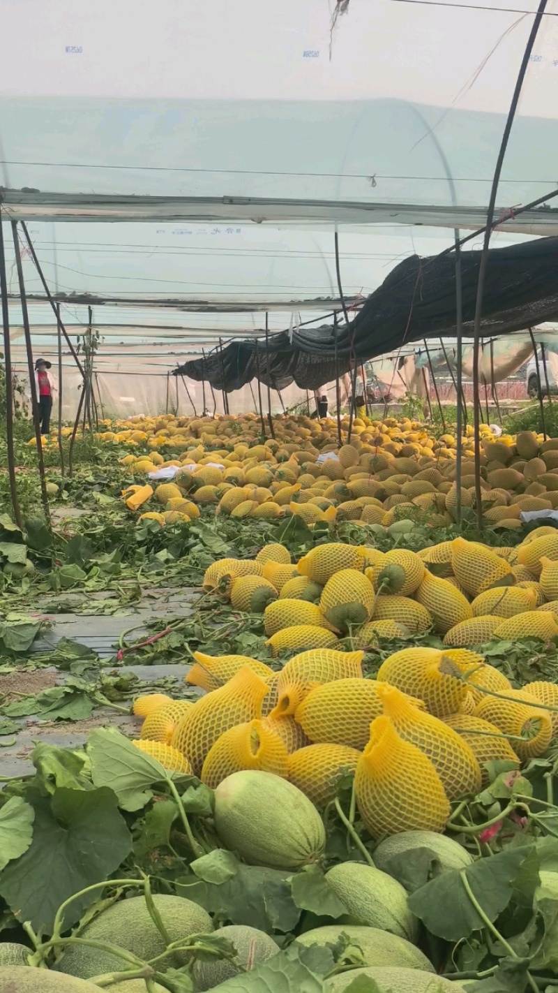 海南哈密瓜西州蜜（晓蜜25）2.5-6斤，脆甜爽口