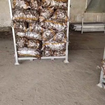 山东精品毛芋头基地直供质量保证对接商超市场量大优惠