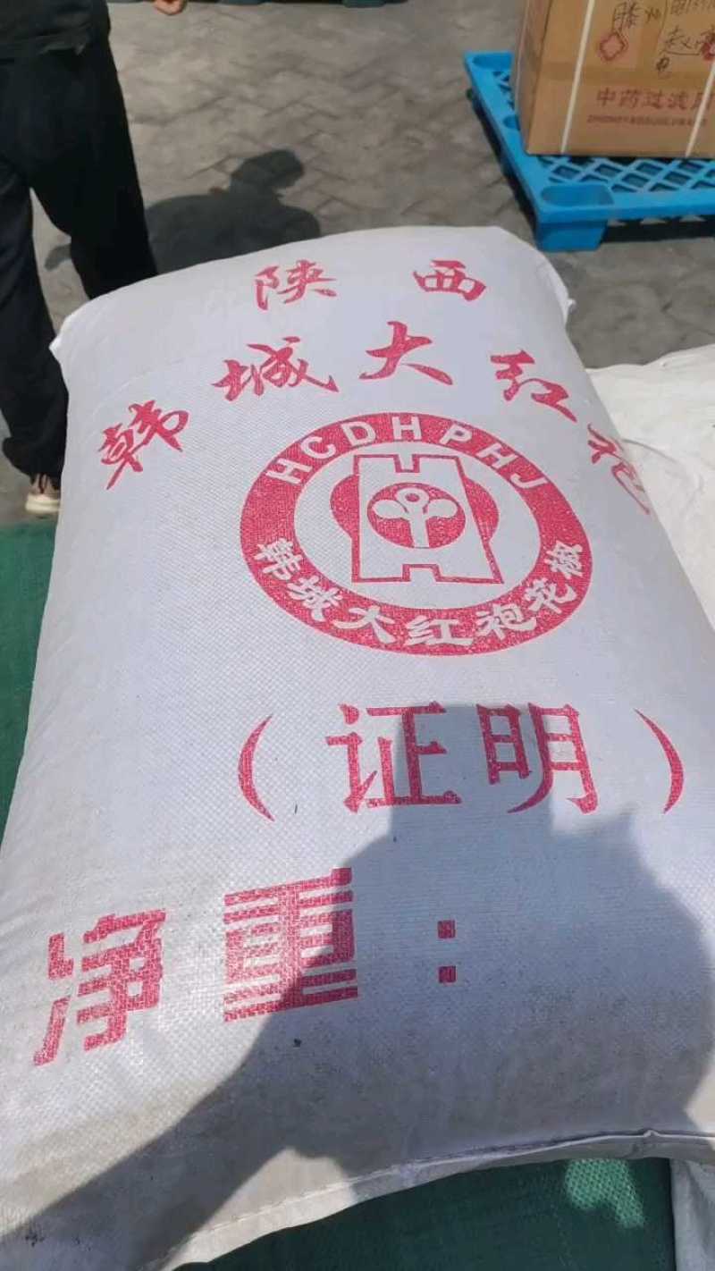 新货四川青麻椒色选青麻椒无籽无刺青麻椒《支持看货》