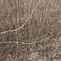 花椒苗一年大红袍花椒苗狮子花椒苗自产自销保湿邮寄