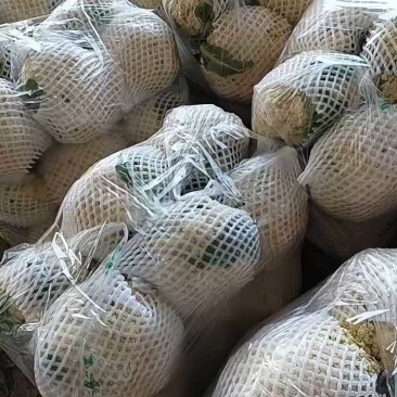 陕西三原松花大量上市，代办直供！
