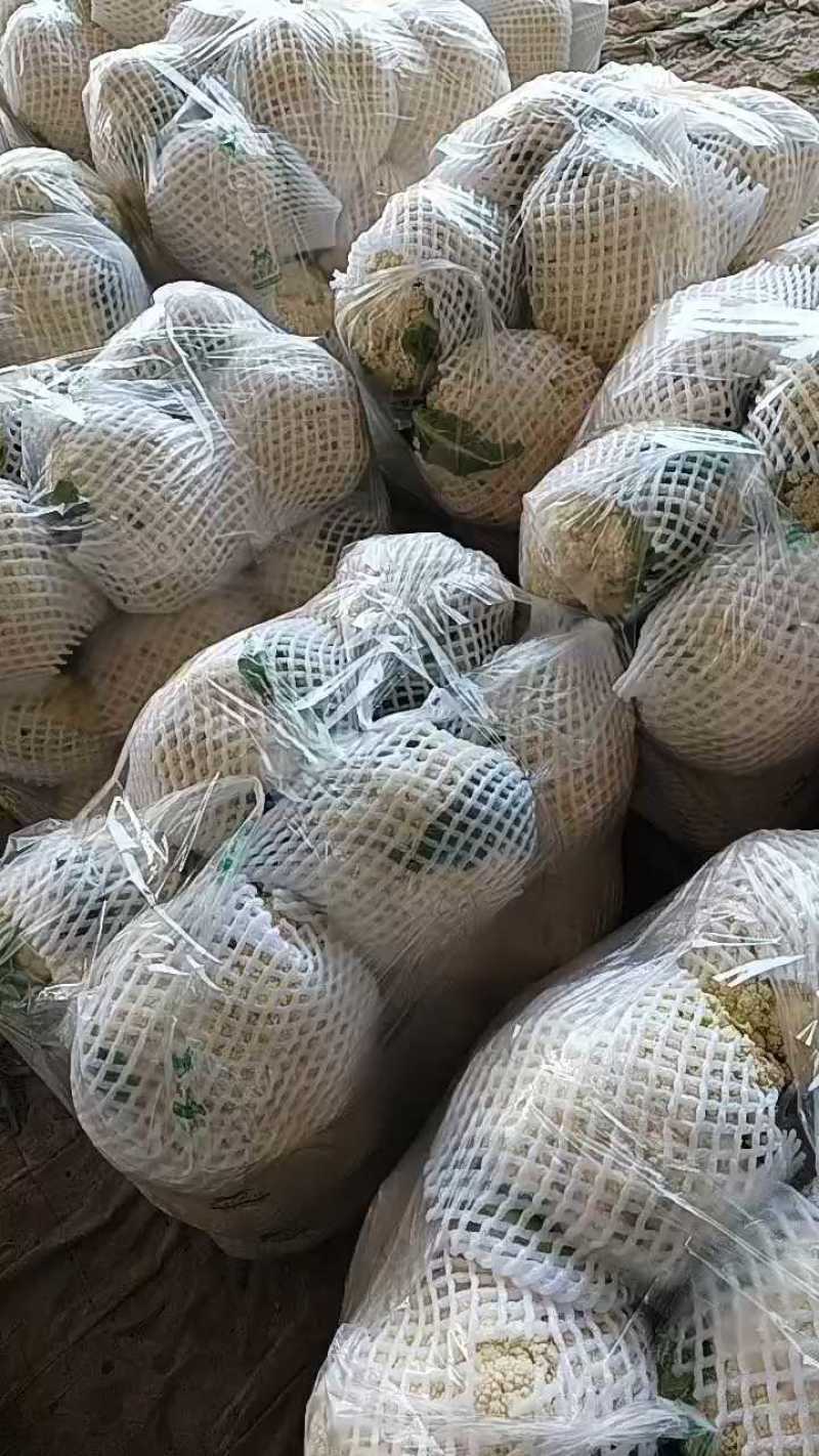 陕西三原松花大量上市，代办直供！