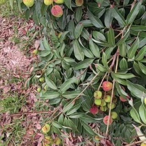 精品香水菠萝产地一手货源整车批发支持一件代发
