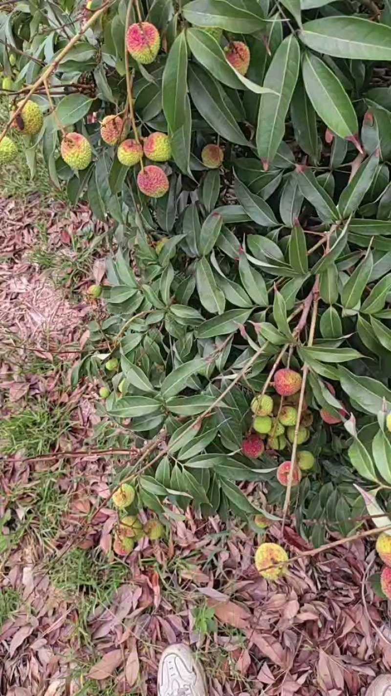 精品香水菠萝产地一手货源整车批发支持一件代发