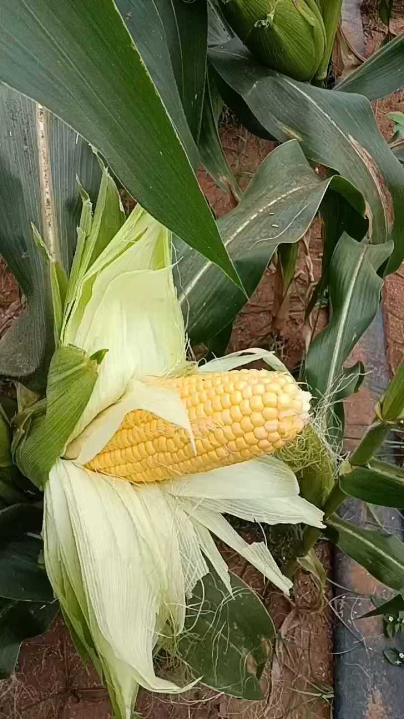 好喝玉米好货，一亩田联系！