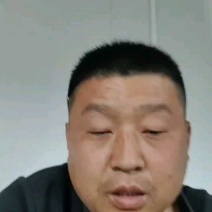 【牛商推荐】山东甜瓜莘县博洋61甜瓜产地直发一手货源