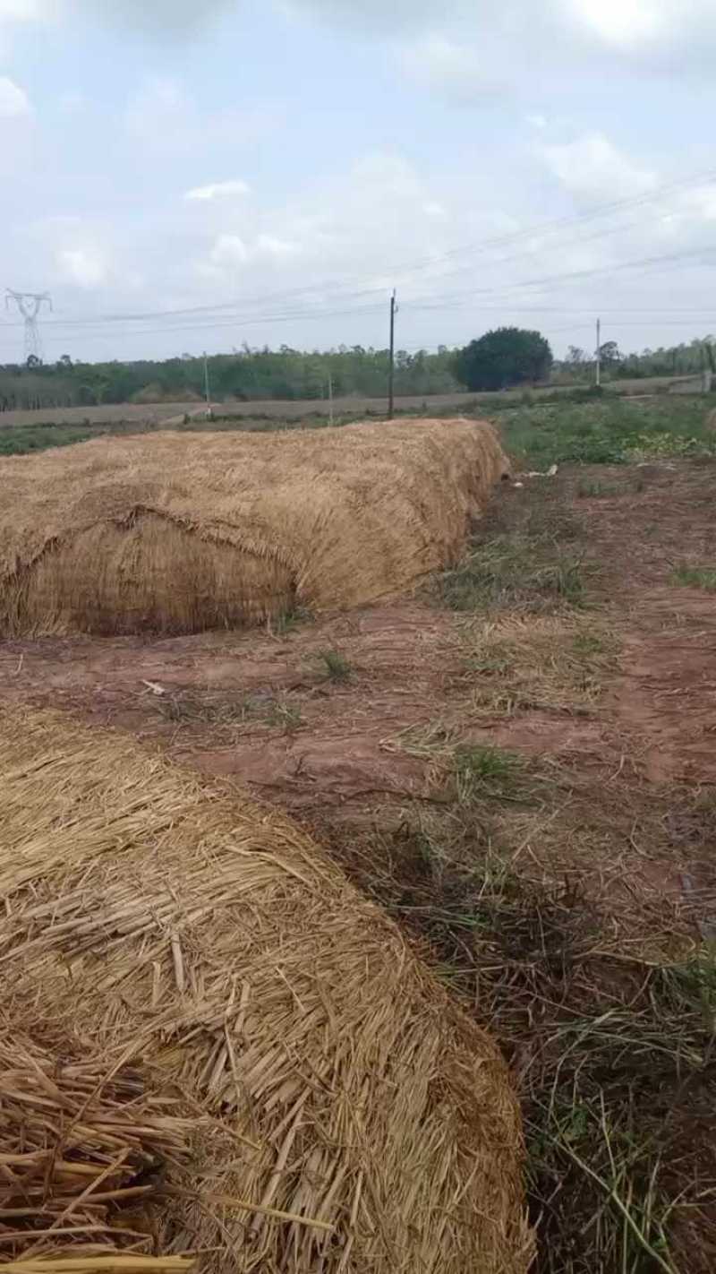 海南密本南瓜