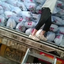 湖北沙洋春季白萝卜新鲜大量上市，品质有保障，诚信经营