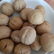 新疆薄皮核桃电商团购平台袋装地摊热销纸皮核桃185厂家