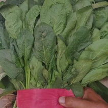 河北邯郸大叶菠菜大量上市产地发货一手货源充足量大从优