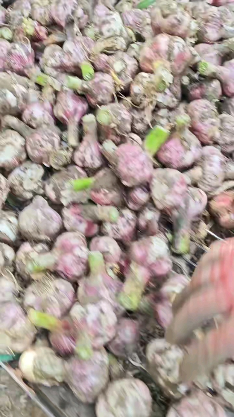 中牟大蒜，紫皮早熟，鲜大蒜供应加工，欢迎新老客户前来订购